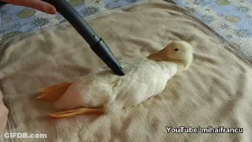 A Vacuum Cleaner Is Being Used To Clean A Duck Laying On A Bed GIF