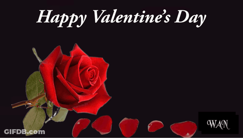 Valentine's Day Card With Rose And Happy Valentine's Day You Are My Forever Rose GIF