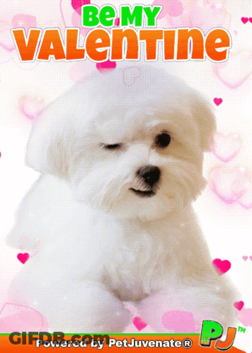 A Valentine 'S Day Card With A Small White Dog GIF
