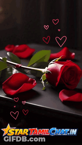 Valentine's Day Card With Roses And Hearts GIF