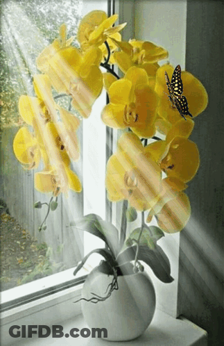 A Vase Of Yellow Flowers Sits On A Window Sill With The Sun Shining Through It GIF