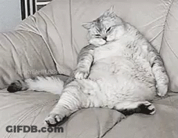 A Very Fat Cat Is Laying On A Couch GIF