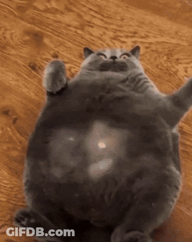 A Very Fat Cat Is Laying On Its Back On A Wooden Floor GIF