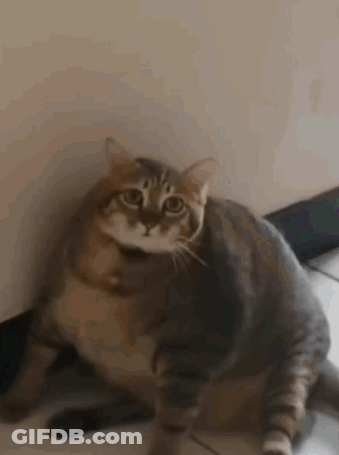 A Very Fat Cat Is Sitting On The Floor Looking At The Camera . GIF