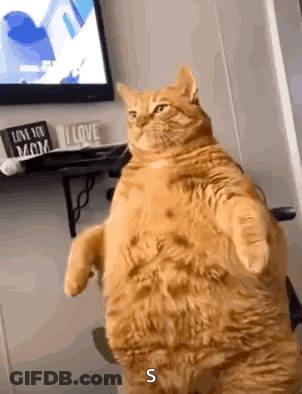 A Very Fat Cat Is Standing On Its Hind Legs In Front Of A Television . GIF