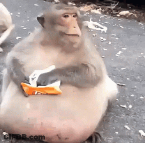 A Very Fat Monkey Is Sitting On The Ground Holding A Bag Of Chips . GIF