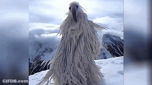 Long White Furry Animal In Snow With Mountains GIF
