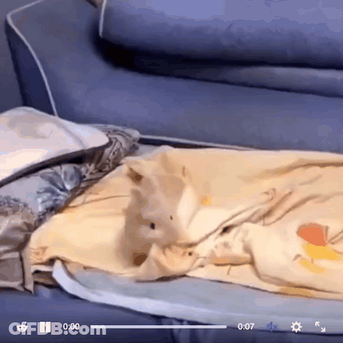 A Video Of A Cat Laying On A Couch With The Time Of 0:07 Showing GIF
