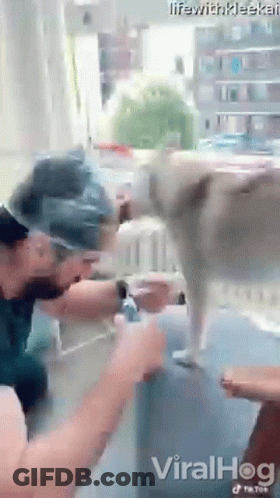 A Video Of A Dog Being Attacked By A Man Is Being Shared On Social Media . GIF