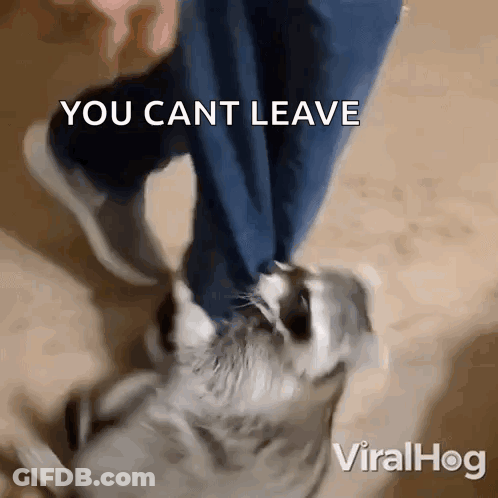 A Video Of A Dog Being Kicked By A Person With The Caption You Cant Leave GIF
