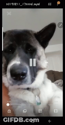 A Video Of A Dog Being Played On A Cell Phone GIF