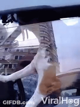 A Video Of A Dog In A Car With The Word Viralhog On The Bottom GIF