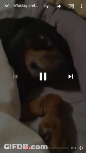 A Video Of A Dog Is Being Played On A Cell Phone GIF