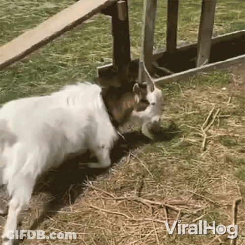 A Video Of A Goat Being Eaten By Another Goat Is Titled Viralhog GIF