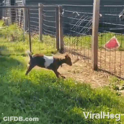 A Video Of A Goat Jumping Over A Fence With The Words Viralhog Written On The Bottom GIF