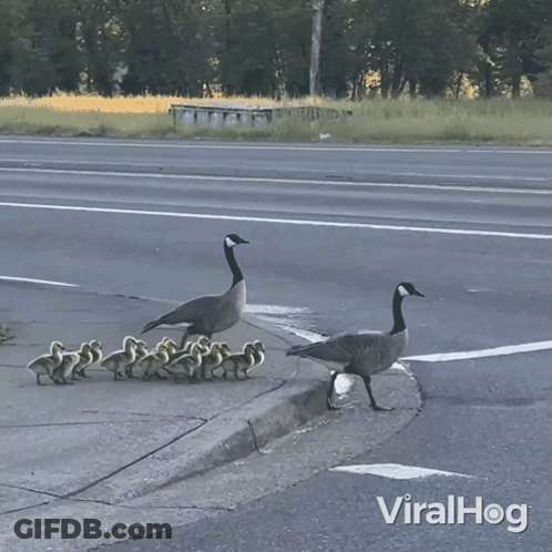 A Video Of A Goose And Ducklings Crossing A Street With Viralhog Written Below It GIF