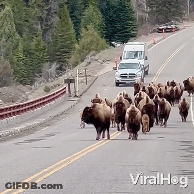 A Video Of A Herd Of Bison Walking Down A Highway With The Words Viralhog On The Bottom GIF