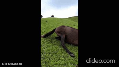 A Video Of A Horse Laying On A Grassy Hill With The Website Clideo.com In The Lower Right Corner GIF