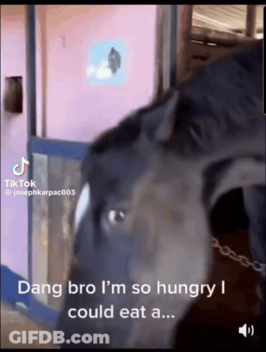A Video Of A Horse With The Caption Dang Bro I 'M So Hungry I Could Eat A ... GIF
