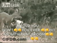 A Video Of A Lion Attacking A Deer With A Caption That Says I Told You Do N't GIF