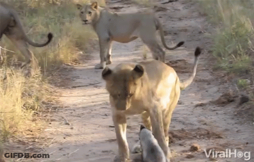 A Video Of A Lioness Walking Down A Dirt Road With Viralhog Written On The Bottom GIF