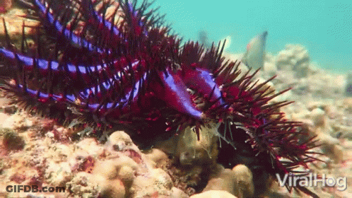 A Video Of A Sea Urchin Eating Another Sea Urchin With The Words Viralhog In The Bottom Right GIF