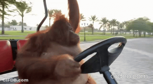 A Video Of An Orangutan Driving A Golf Cart With Clideo.com At The Bottom Of The Screen GIF