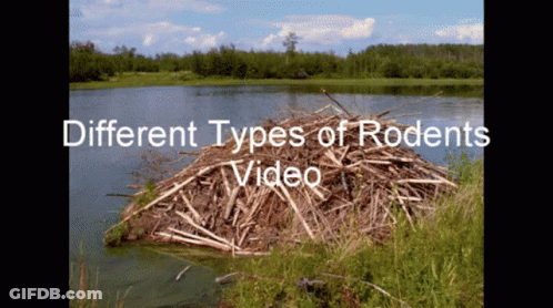 A Video Shows Different Types Of Rodent 'S GIF