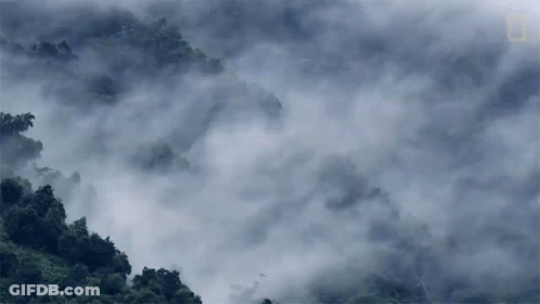 A View Of A Forest Covered In Fog And Clouds GIF