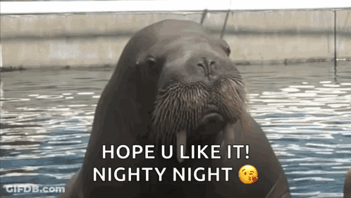 A Walrus In The Water With The Words Hope U Like It Nighty Night GIF