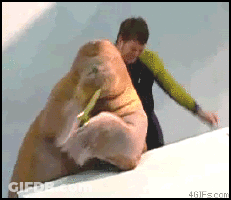 A Walrus Is Being Held By A Man In A Green Shirt In A Gif From 4Gifs.com GIF