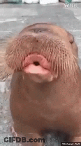 A Walrus With A Beard Is Sitting On The Ground With Its Mouth Open And Looking At The Camera . GIF