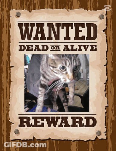 A Wanted Dead Or Alive Poster With A Picture Of A Cat GIF