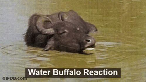 A Water Buffalo Is Swimming In The Water With The Words Water Buffalo Reaction Above It GIF