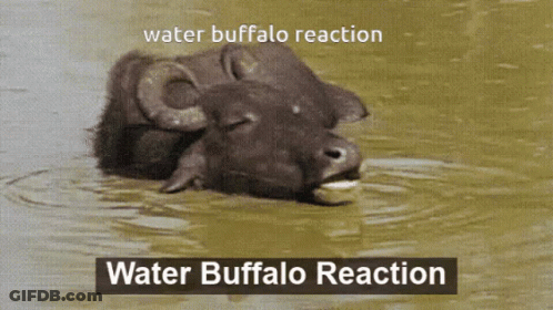 A Water Buffalo Is Swimming In The Water With The Words Water Buffalo Reaction Above It GIF