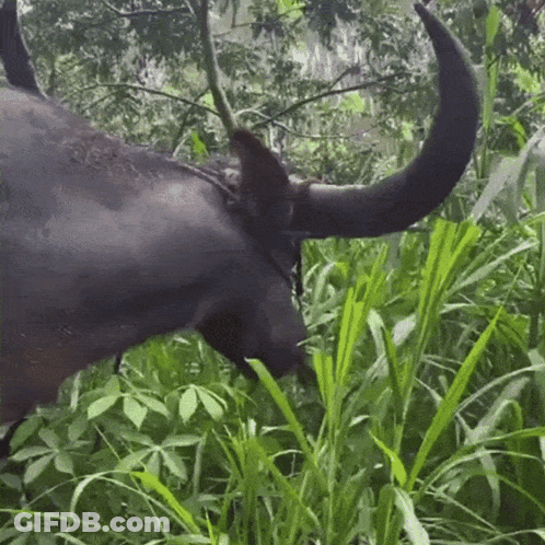 A Water Buffalo With Long Horns Is Eating Grass In The Woods GIF