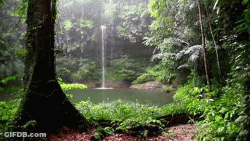 A Waterfall In The Middle Of A Forest GIF
