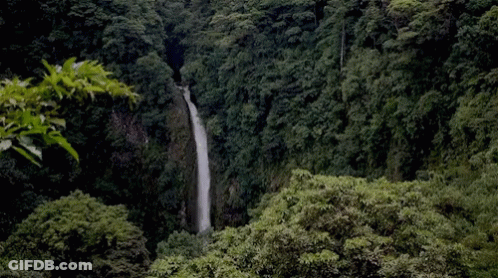 A Waterfall In The Middle Of A Lush Green Forest Surrounded By Trees GIF