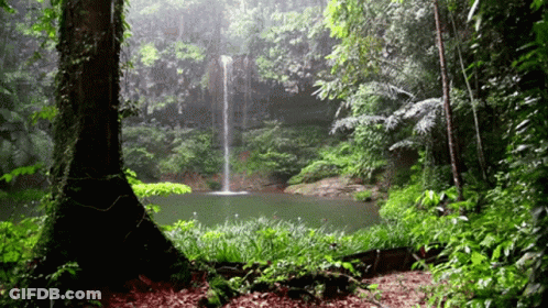 A Waterfall Is Surrounded By Trees In A Forest GIF