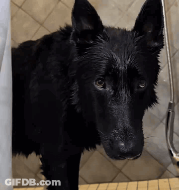 A Wet Black Dog Is Standing On A Wooden Surface GIF