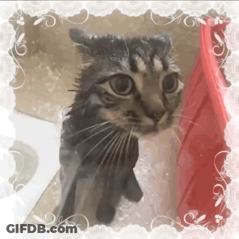 A Wet Cat In A Bathtub With A Red Towel Behind It GIF