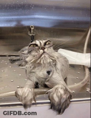 A Wet Cat Is Laying On A Metal Surface With A Hose That Says ' Stainless Steel ' GIF