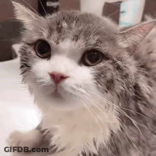A Wet Cat Is Sitting On A Table Looking At The Camera . GIF