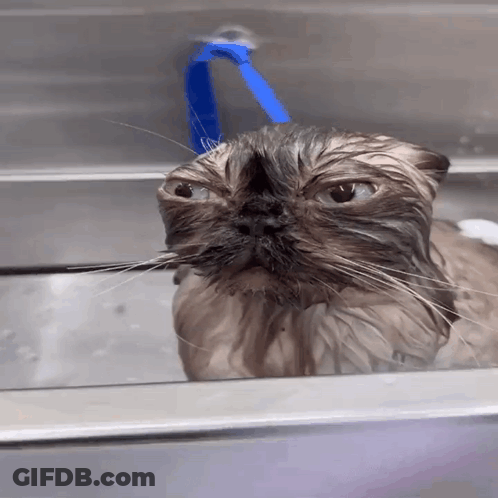 A Wet Cat With A Blue Hose Hanging From Its Head GIF