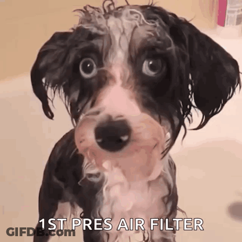 A Wet Dog Is Looking At The Camera With The Words " 1St Pres Air Filter " Above It GIF
