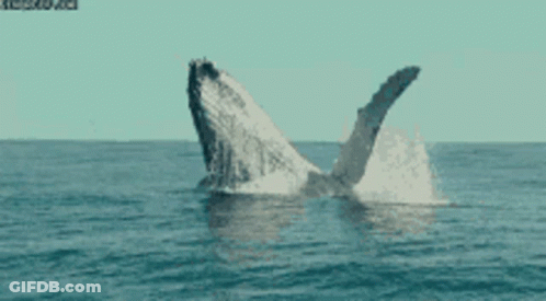 A Whale Is Jumping Out Of The Ocean With Its Tail Visible GIF
