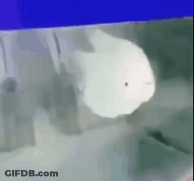 A Whale Is Swimming In A Tank Of Water . GIF