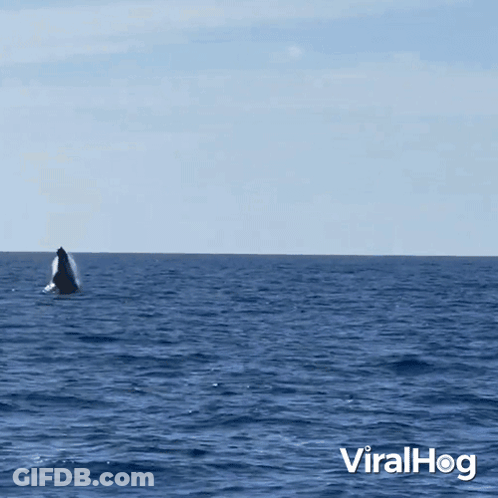 A Whale Is Swimming In The Ocean With The Words Viralhog In The Lower Right Corner GIF