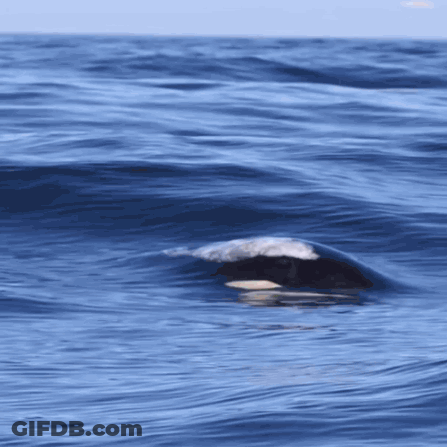 A Whale Is Swimming In The Ocean With Waves Crashing On It GIF