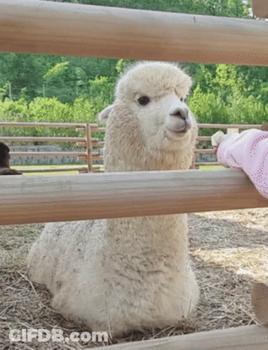 A White Alpaca Behind A Wooden Fence With A Pink Glove On Its Hand GIF